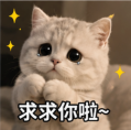 求求你啦，猫咪表情